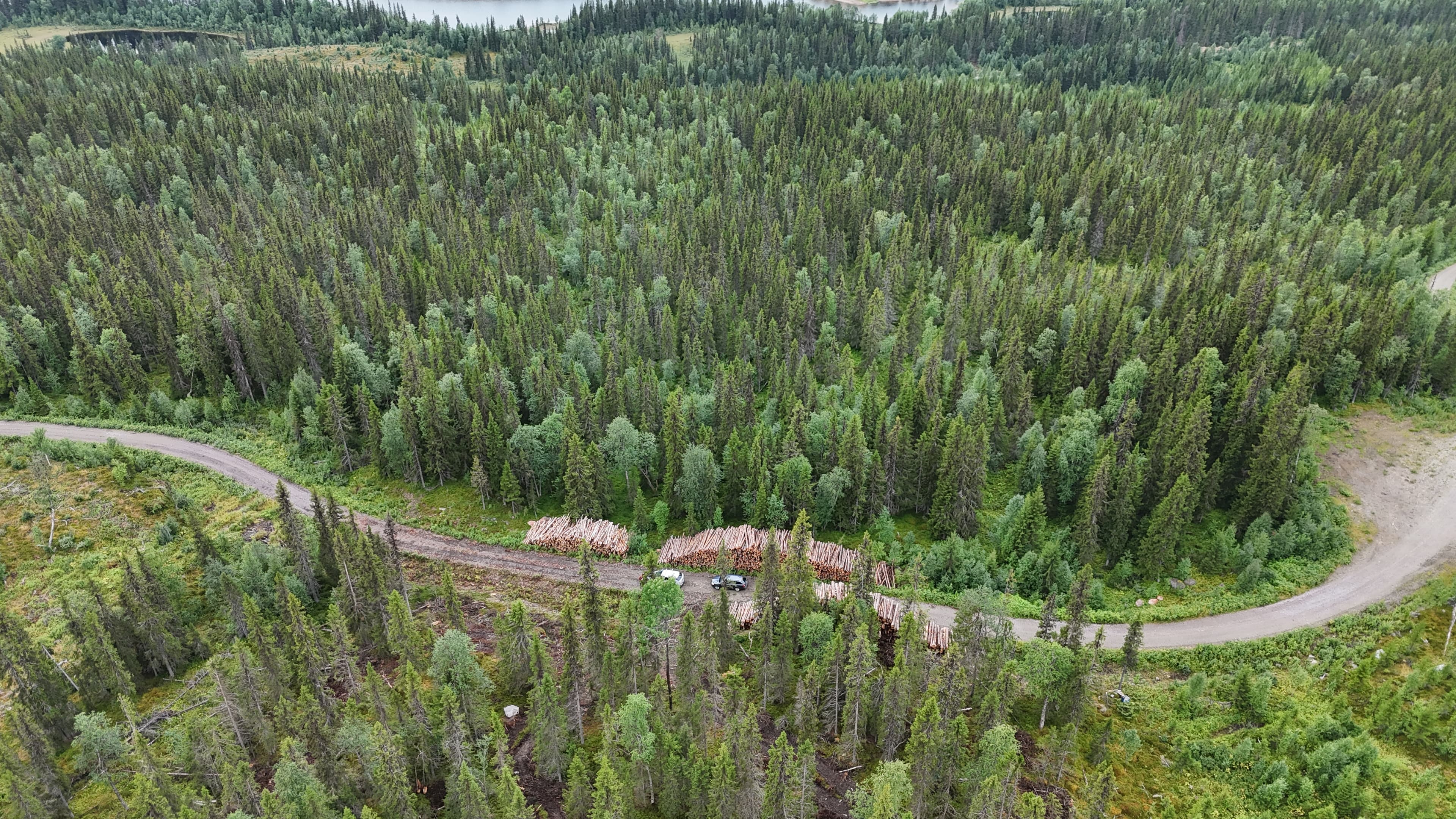 Skogsväg med dimma